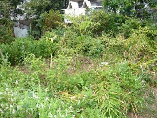 Local land photo. State of the land