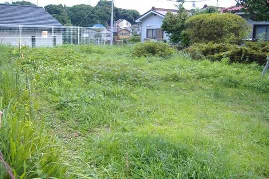 Local land photo. appearance