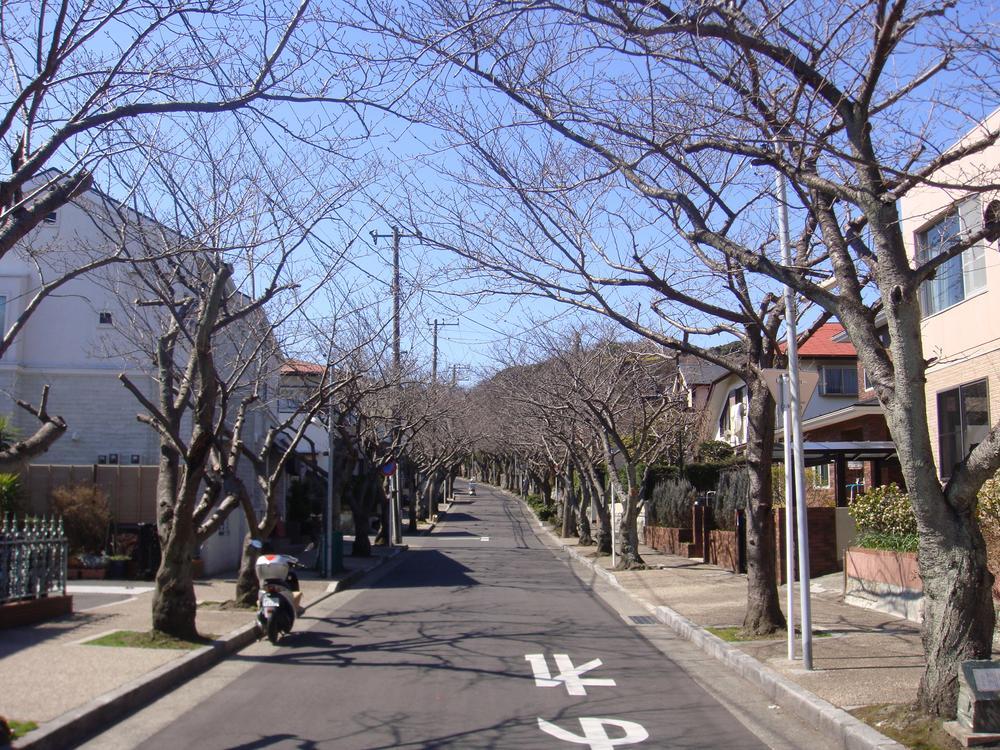 Sale already cityscape photo. Cherry tree is in full bloom in the spring! 