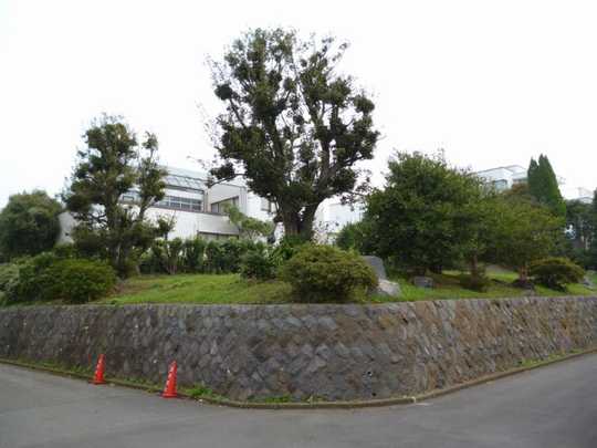 Local land photo. Site appearance (1)