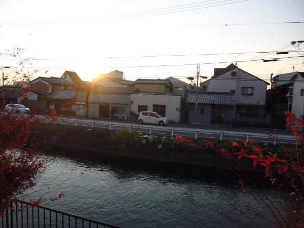 Other local. Property east Hydrophobic, Maple autumn leaves