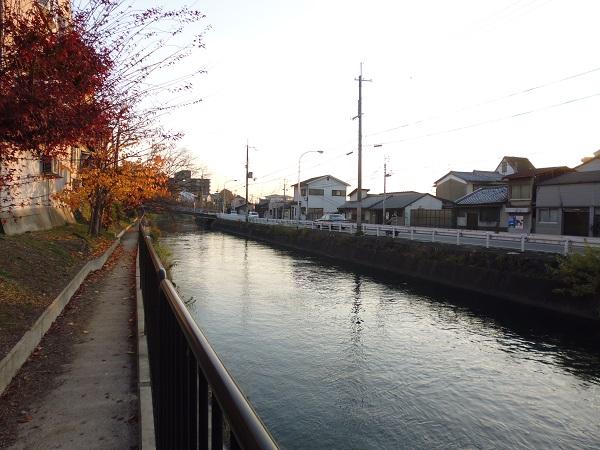 Other local. Property east Hydrophobic, Maple autumn leaves