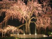 park. Until Maruyama Park 979m