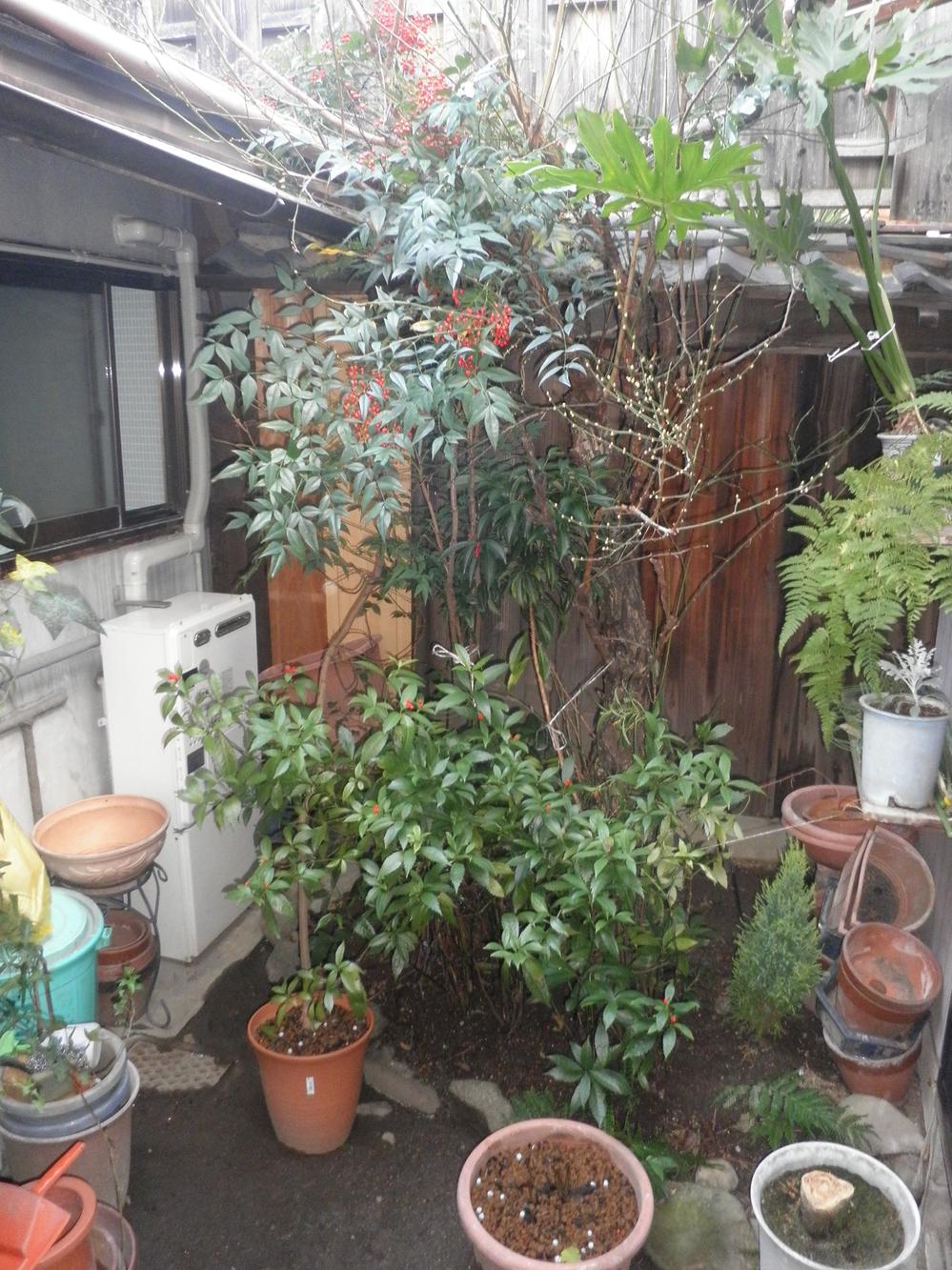 Garden. Local (12 May 2013) Shooting