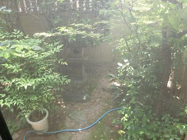 Garden. Local (June 2013) Shooting