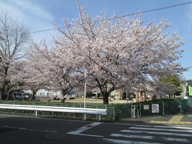 Other. It is cherry east of the mouth park across the street!  I hope I walk in the stroller