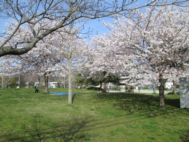 Other. Hanami in UeKei park?