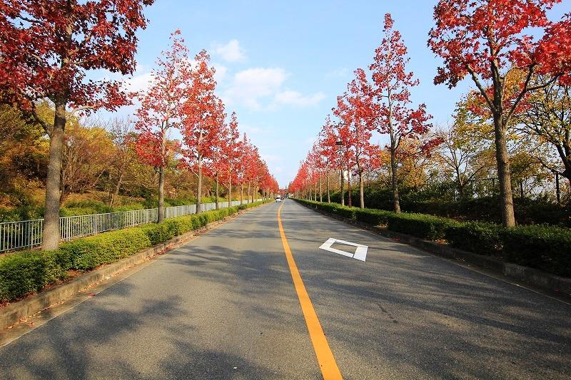 Local is a beautiful tree-lined avenue along the. Likely the elegant promenade. 