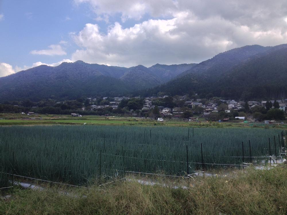 Other. Property neighborhood landscape