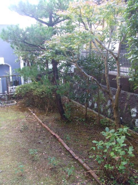 Garden. The south side of the garden