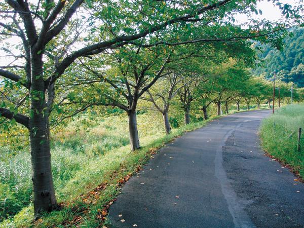 Government office. Ujitawara office (about 6 minutes by car) loose in the walking paths around town hall