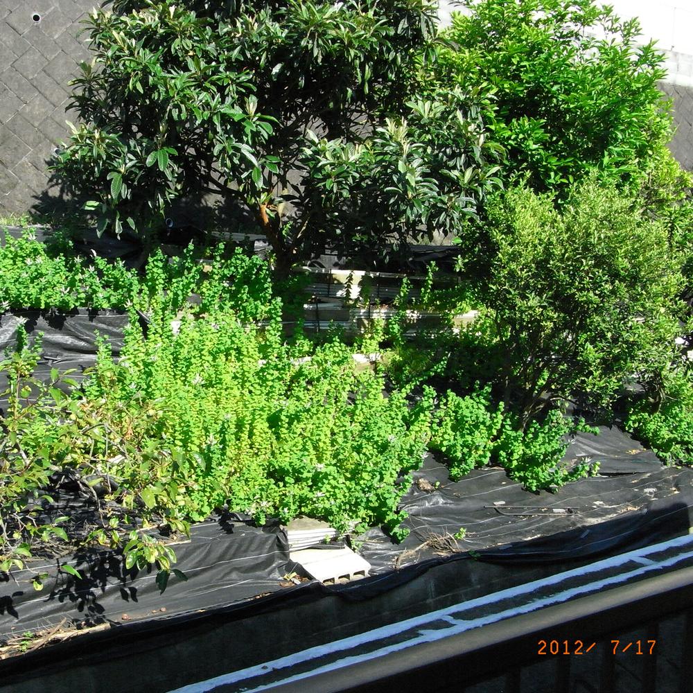 Other local. Local (July 2012) shooting