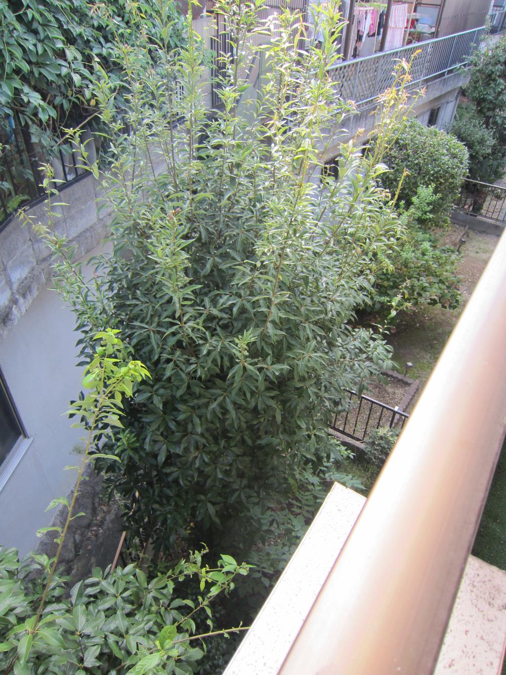 Other local. This garden was seen veranda. Local (September 2013) Shooting