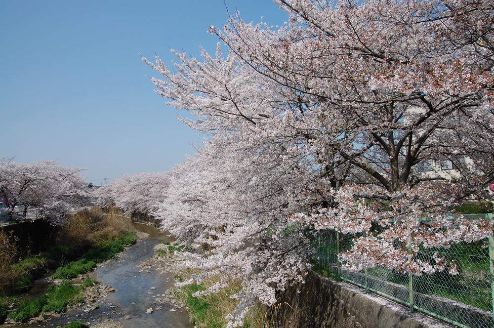 Other Environmental Photo. Subdivision nearby is a row of cherry blossom trees of Asukagawa. It has been popular as a walking and jogging track.