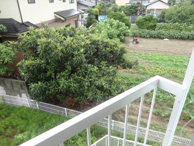 Balcony. Greenery! !