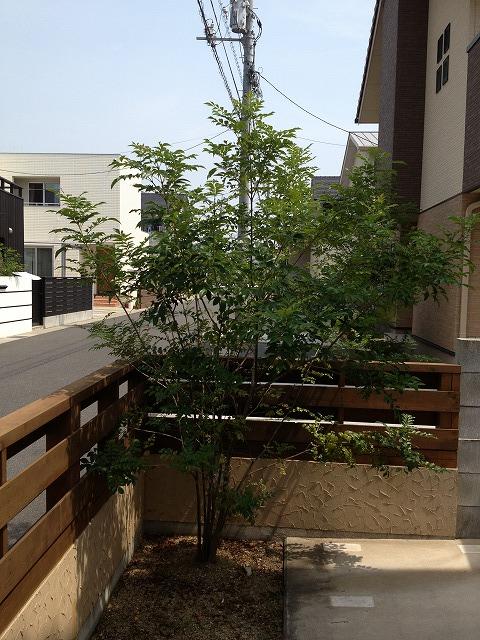 Garden. Local (August 2013) Shooting