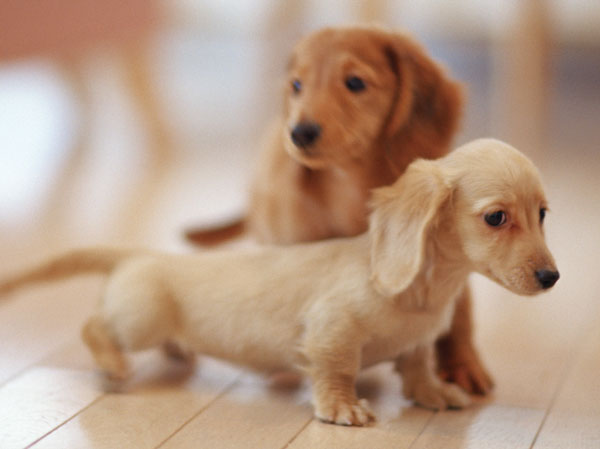 Features of the building.  [Pet Friendly Mansion] Now pets are a member of an important family. Apartment that has been consideration for those who live with pets. You can enjoy a comfortable life with a pet.  ※ The photograph is an example of a pet frog.
