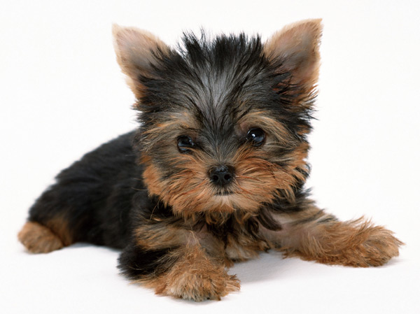 Other.  [A member of the pets family] Pets can not help pouring affection, A member of the respectable family. It provides an apartment life with moisture to live together.  ※ type ・ Size, etc., For more information, please consult the attendant.  ※ Published photograph of is an example of a pet that can be breeding