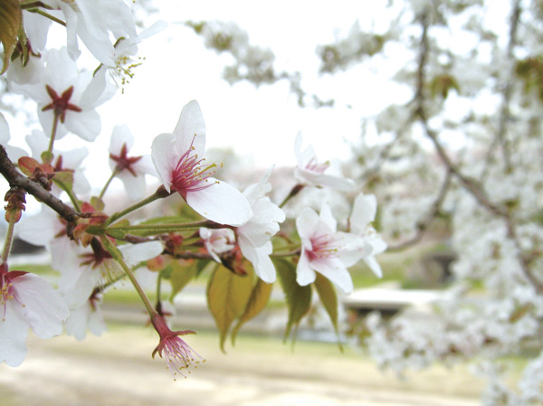 Surrounding environment. Asahikawa Sakura road (about 1500m / 19 minutes walk)