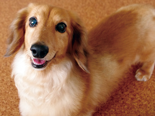 Other.  [Pet Friendly] Installing a pet foot washing facilities that are available, such as after the pet walk. Also, It is in the elevator equipped with facilities such as pet announcement button, And finely consideration to other your tenants by the management contract.  ※ In the breeding, There are a number and types such as certain rules. For more information, please contact the person in charge. (Example: one dwelling unit per, Rearing a small dog cat rabbit class until two dogs possible) ※ Published photograph of is an example of a pet that can be breeding.