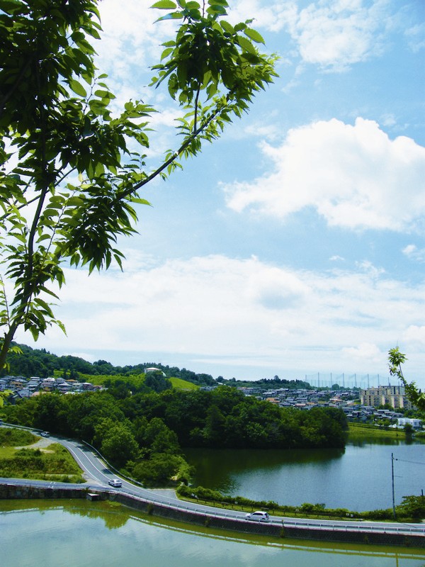 Other Environmental Photo. The southern slope of the pond (in the subdivision)
