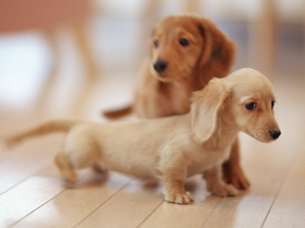 Other.  [Pet Friendly Mansion] Now pets are a member of an important family. Apartment that has been consideration for those who live with pets. You can enjoy a comfortable life with a pet.  ※ Published photograph of is an example of a pet that can be breeding