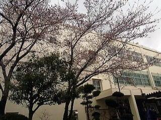 Junior high school. 600m "themselves learn to Daito Municipal Shijo junior high school, Is a junior high school has set a strong human development "with a rich mind and kindness love nature and people to the educational goals.