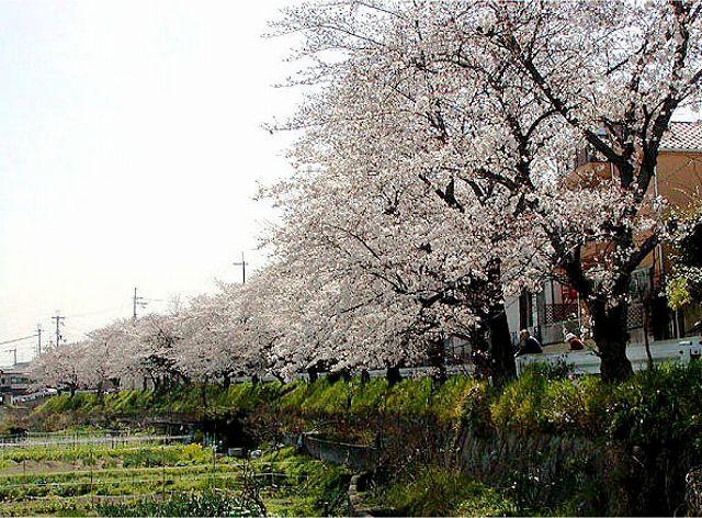 Other. Matsumi months Okasakura street of the neighborhood is also famous as a cherry blossom viewing spot.