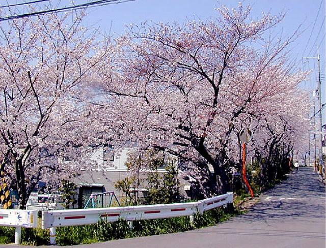 Other. It is walk course of classic.