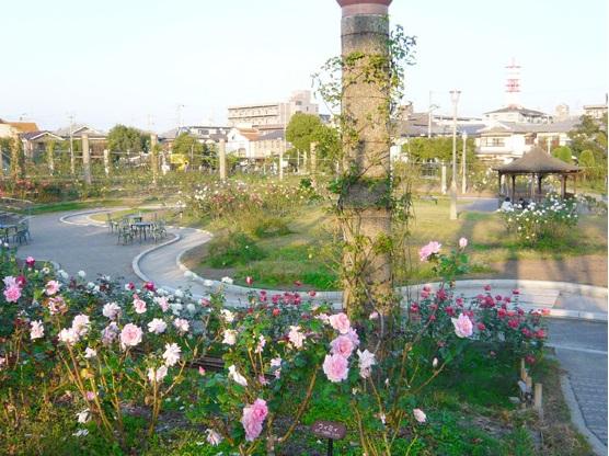 Other. Wakazono park (rose garden) is very beautiful if the bloom time