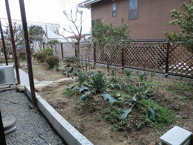 Garden. Local (February 2013) Shooting