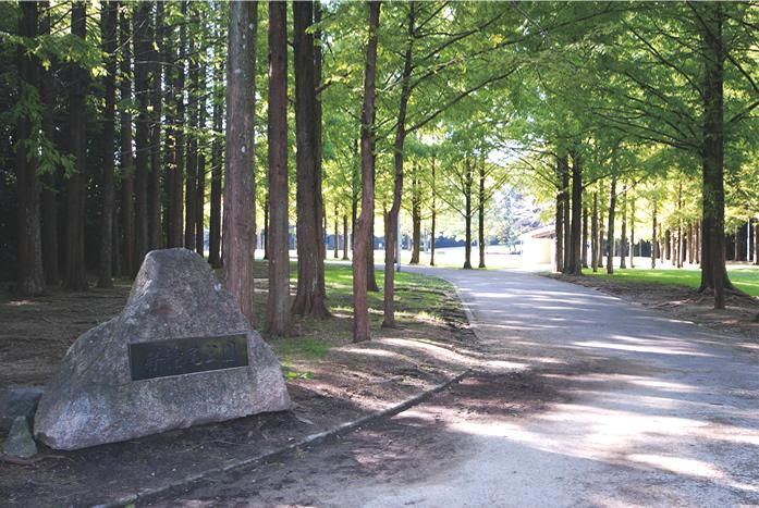 Other. Located on the north side of the Senboku high-speed rail "Komyoike" station [New Hinokio park] It is, Prunus yedoensis, OOSHIMAZAKURA, Satozakura is the attractions of the cherry blossoms are about 900 cherry trees such as planting, et al..