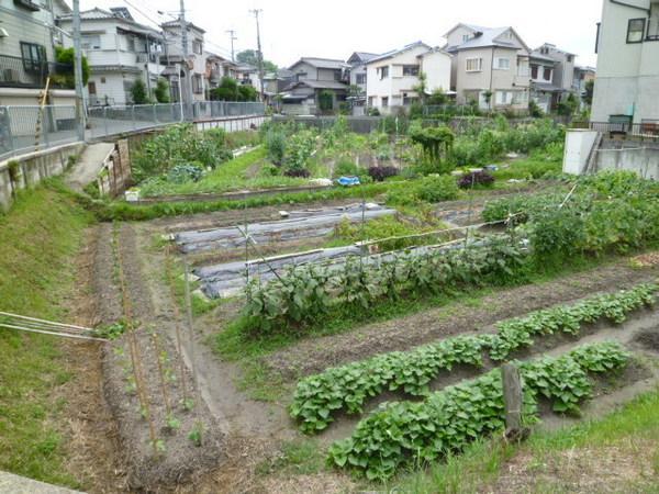 Other. Why do not we start a new life in a natural, tranquil residential area?