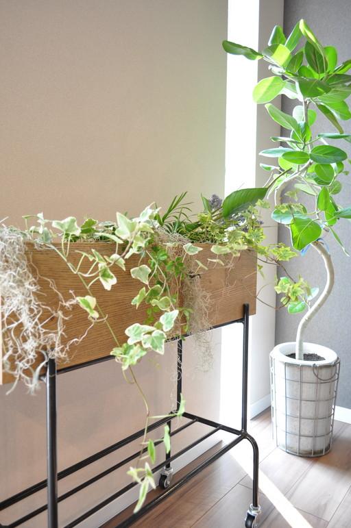 Building plan example (introspection photo). Grow quickly and healthily plants indoors, Light is plenty of space. I am happy also to a large plant in the course is to slit window accent. Model house