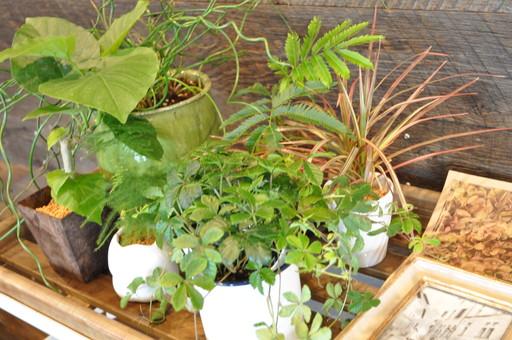 Model house photo. Since the per yang is good, It is also possible to grow plants indoors. Model house