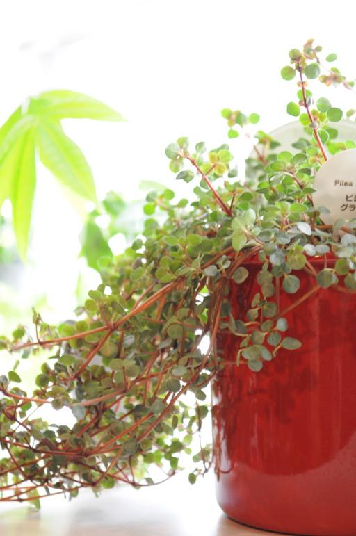 Model house photo. Model house