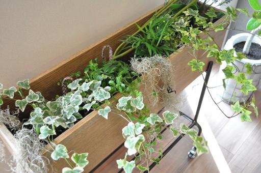 Model house photo. Since the good per sun, Grow freely plants indoors.