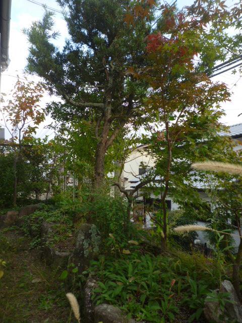 Garden. Local (11 May 2013) Shooting