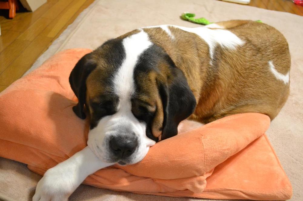 Other. I love large dogs everyone, Site also to wide, You place three dogs position because you out also wide! Your looking for broad property you! We look forward to your inquiry. 