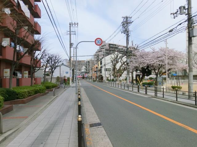 Other. Spring, Cherry blossoms are beautiful.