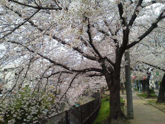 Walk from the famous Imagawa green road in the cherry trees 3 minutes. I can not wait the arrival of spring.. Walk from the famous Imagawa green road in the cherry trees 3 minutes.