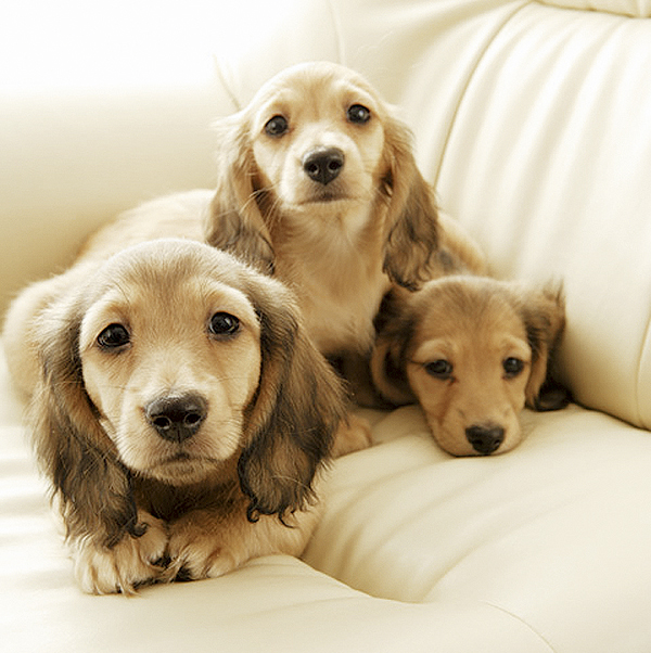 Pet.  [Pet breeding Allowed] The property is, Pets also live together dwelling. The Elevator, Pets and pet sign button in consideration of the passenger of is equipped with. Pets can be reared up to 3 animals ※ The breeding can pet There are limits (an example of frog pets)