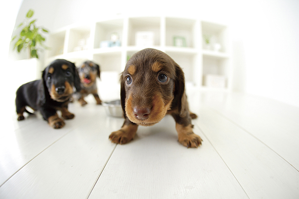 Other.  [Apartment to be able to live with pets] Of course, that you can live with precious pet, In order to support a comfortable pet life, A pet grooming dedicated space has been set up on the first floor  ※ For pet breeding you will be asked to observe the "pet breeding detailed rules" set forth in the management contract. Please contact the clerk for more information (an example of a frog pets)
