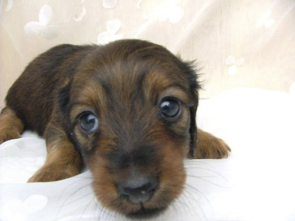 Pet.  [Apartment to be able to live with pets] Under certain rules, You can live with a pet. Pet foot in the common area can be used to walk the way home washing place has also been installed (frog an example of a pet. There is a convention in the breeding of pet. Please ask the attendant for more information)