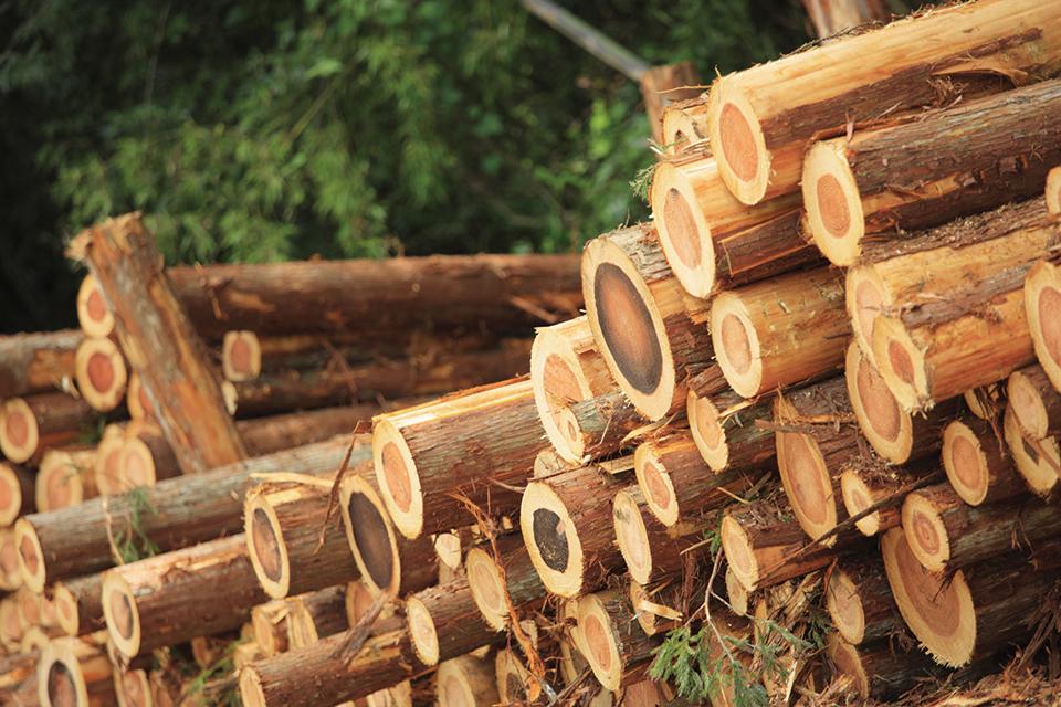 Other. Wooden house and the relevance of health, Although it is explained in a well experiments using a mouse, Is more of mice kept in a wooden box rearing According to the experiment, It is said to live longer in good health than mouse of metal and concrete breeding box.