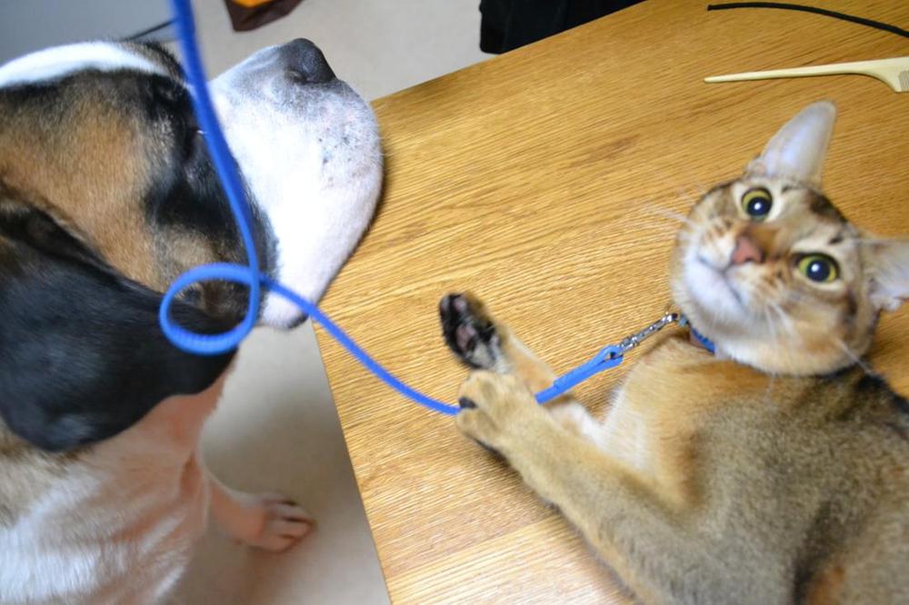 Other. Because single-family houses, Also changed Wankomo Cat! It is a cat that our bowl. 