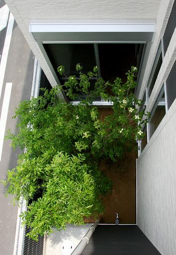 Other local. Overlooking the patio from the second floor site (June 2012) shooting