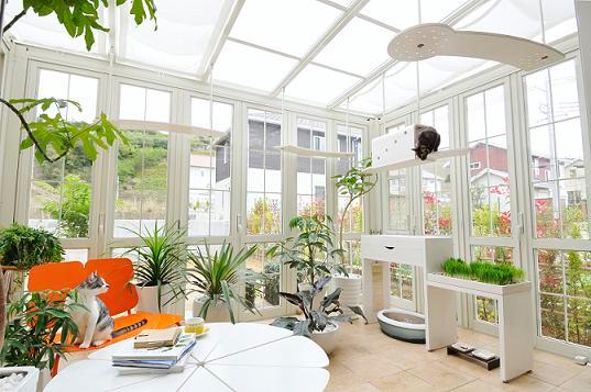 Other. Playing with cat in the bright sun room. And holiday pet lovers to gather fellow in, It is fun that bloom Arekore flowers pet stories discussions.