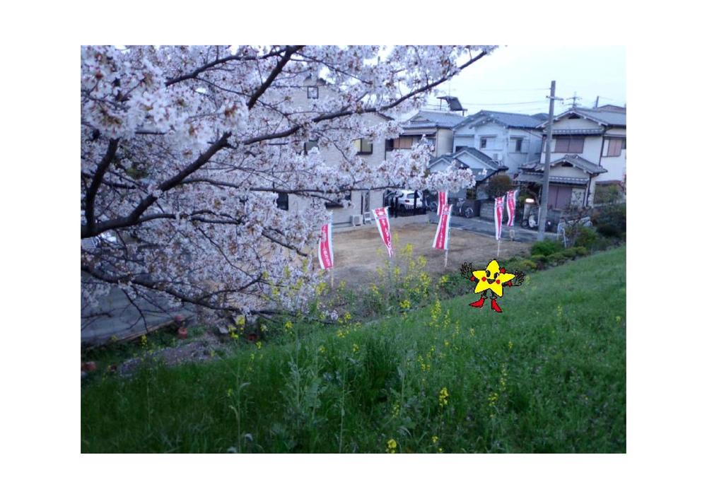 Hill photo. Cherry blossoms are beautiful in the spring!