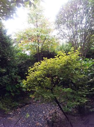 Garden. Green is there a lot in the spacious garden. You heart will be healed